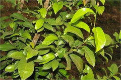 Dimorphocalyx glabellus